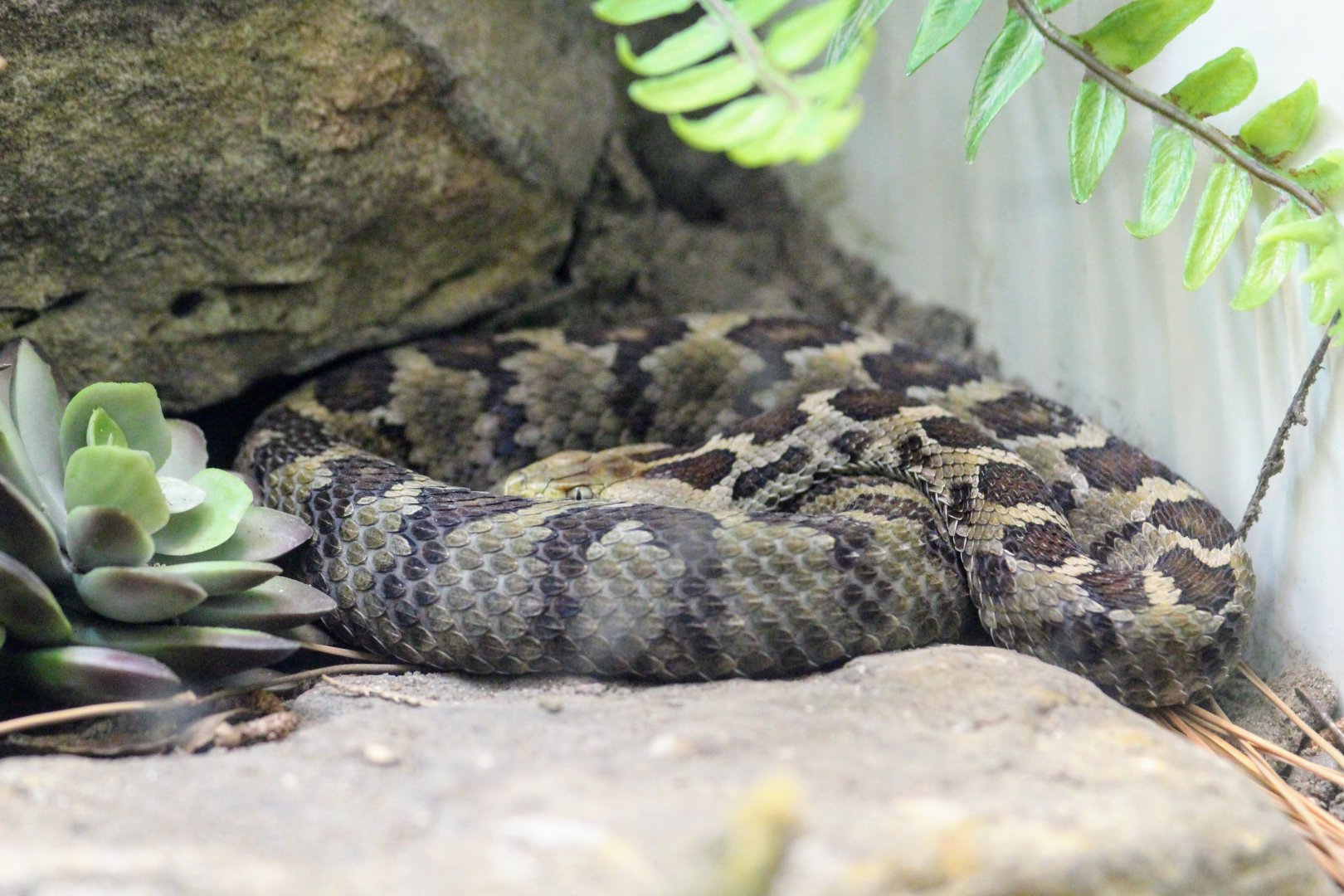 Mexican Pygmy Rattlesnake