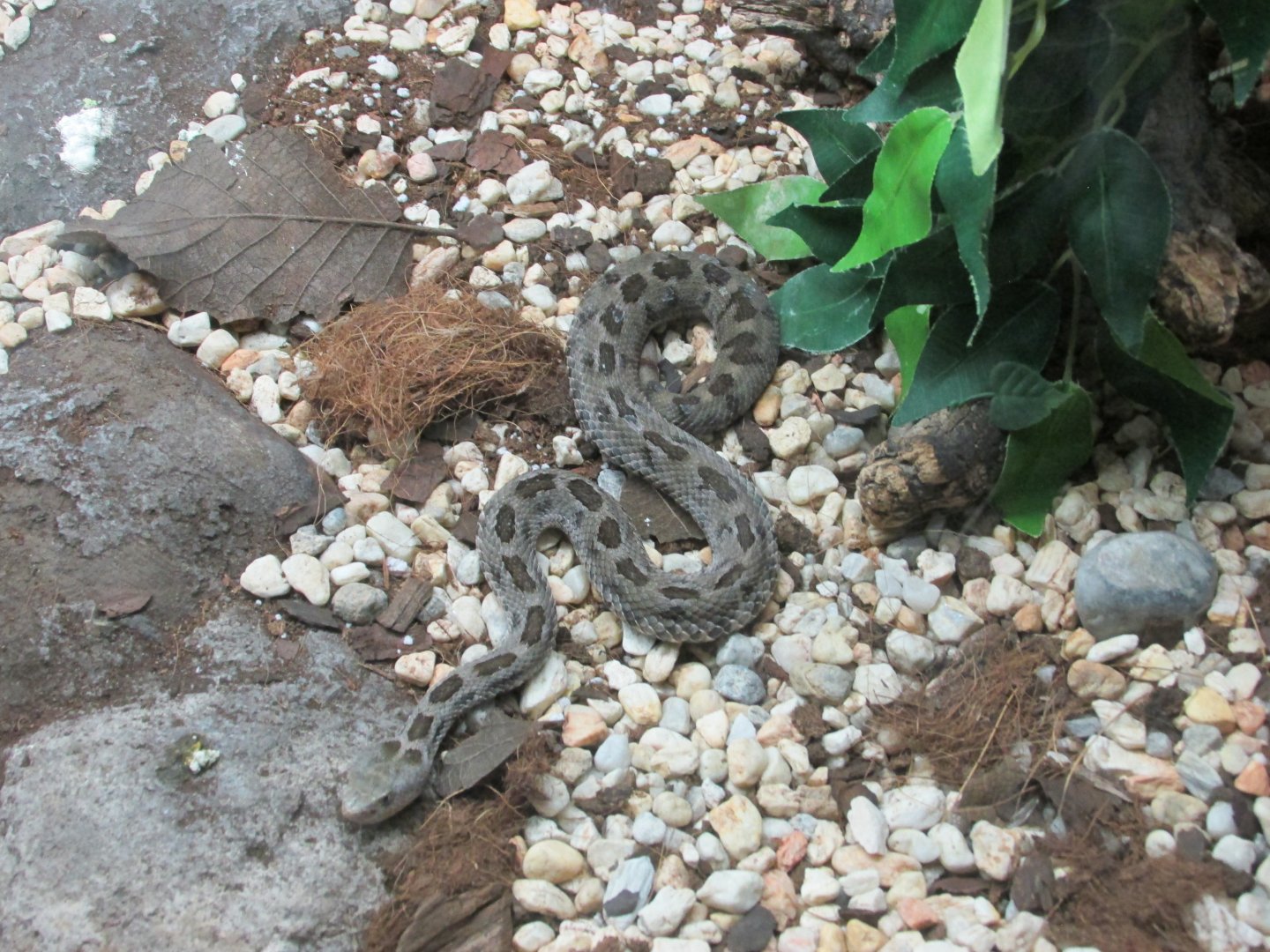 mexican pygmy rattlesnake