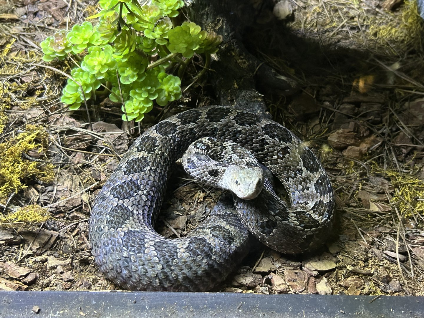 mexican pygmy rattlesnake