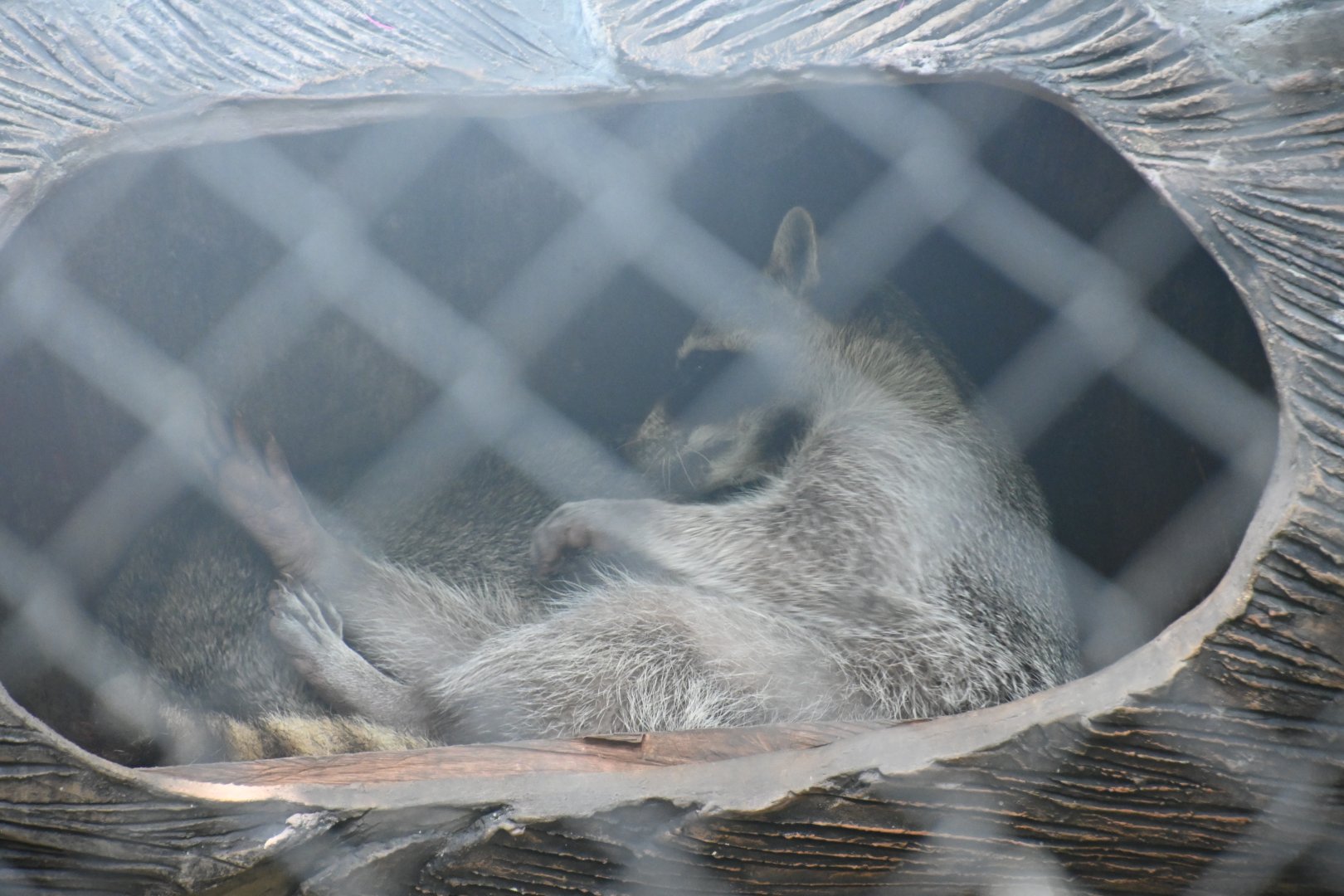 Mexican raccoon (Procyon lotor hernandezii)