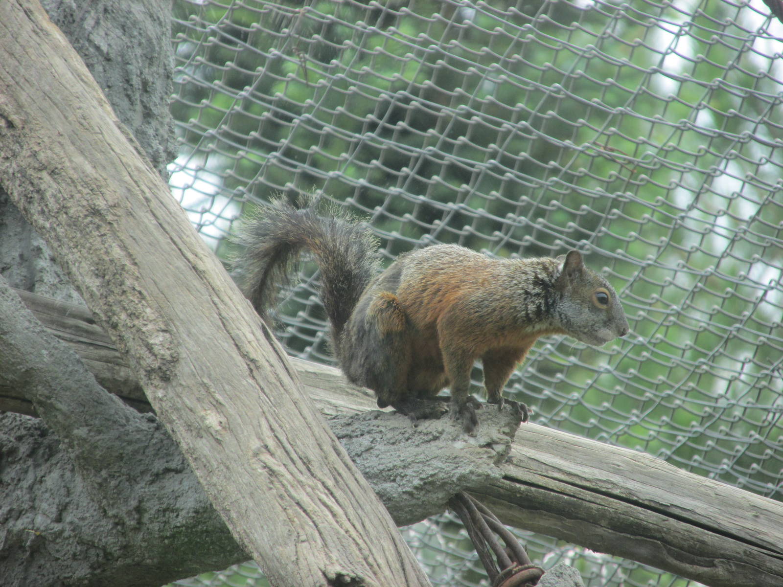 mexican red bellied grey squirrel zoologico del altiplano