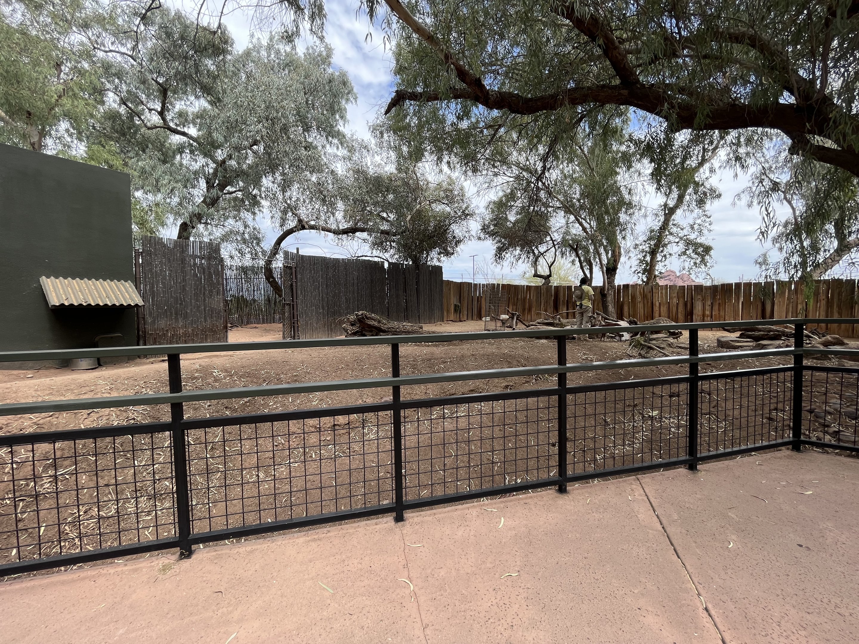 Mexican Red Brocket Deer Exhibit