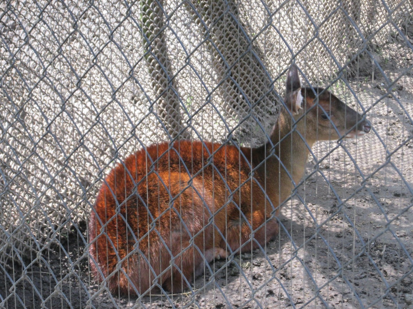 mexican red brocket deer