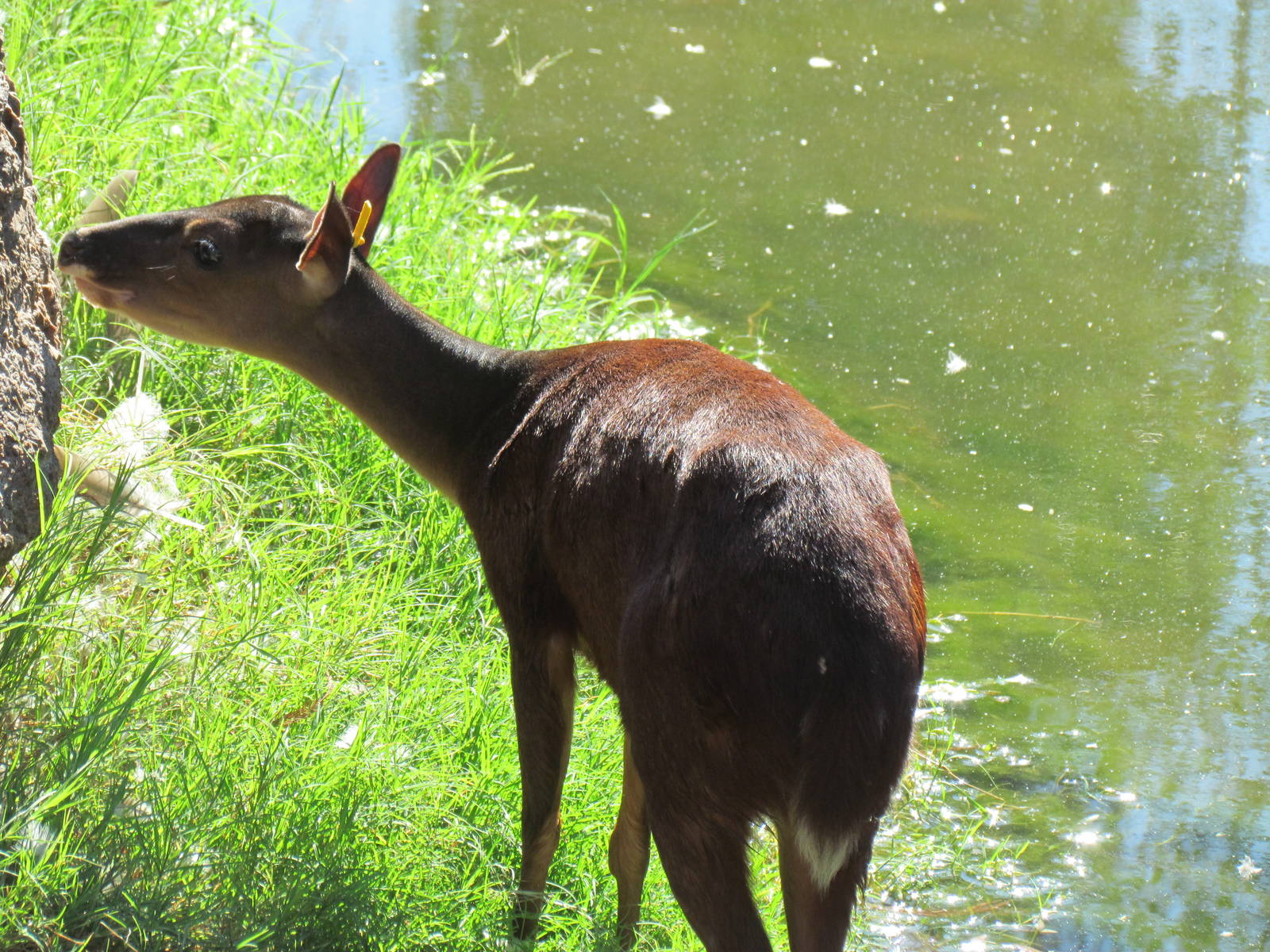 Mexican Red Brocket
