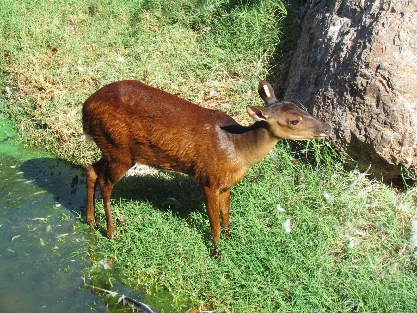 Mexican Red Brocket
