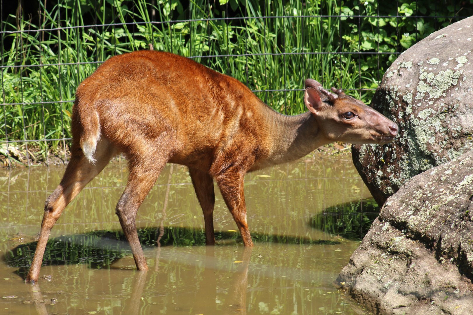 Mexican Red Brocket