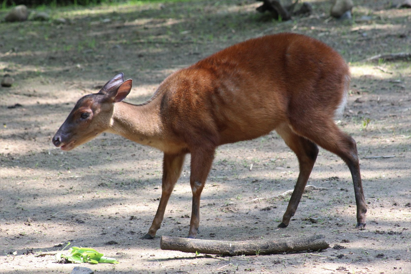 Mexican Red Brocket