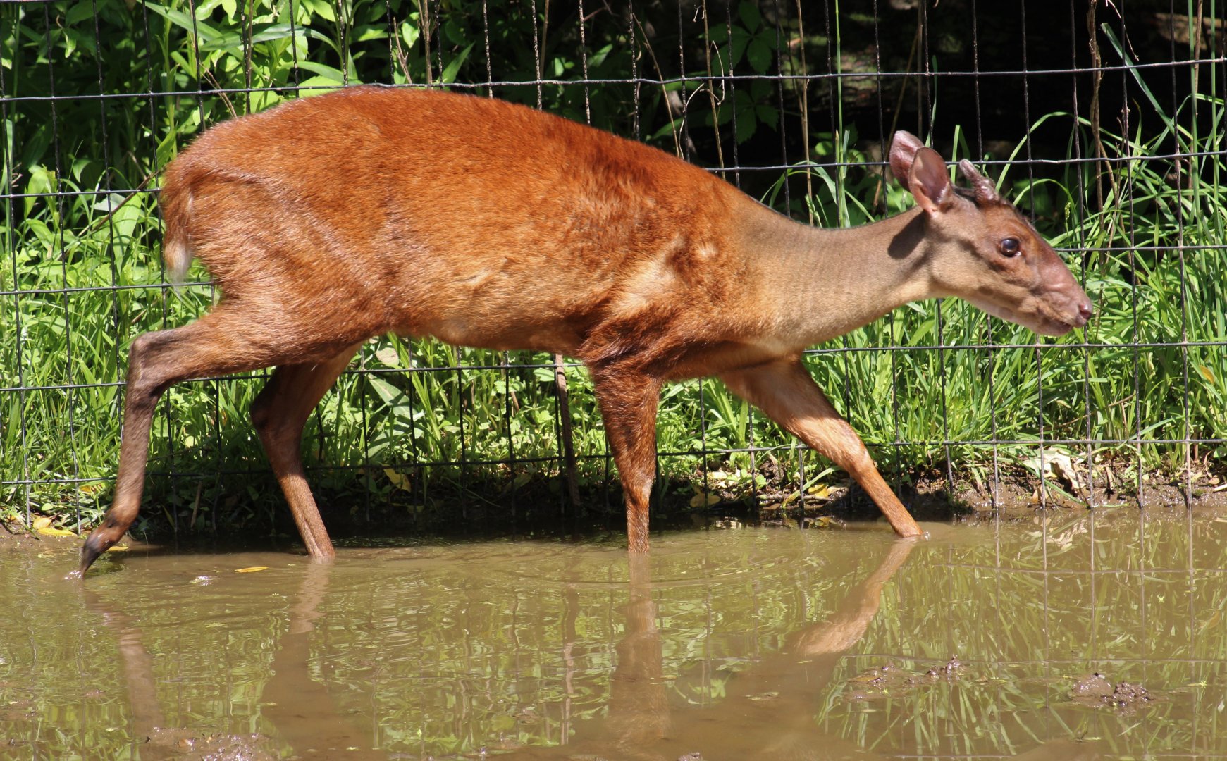 Mexican Red Brocket