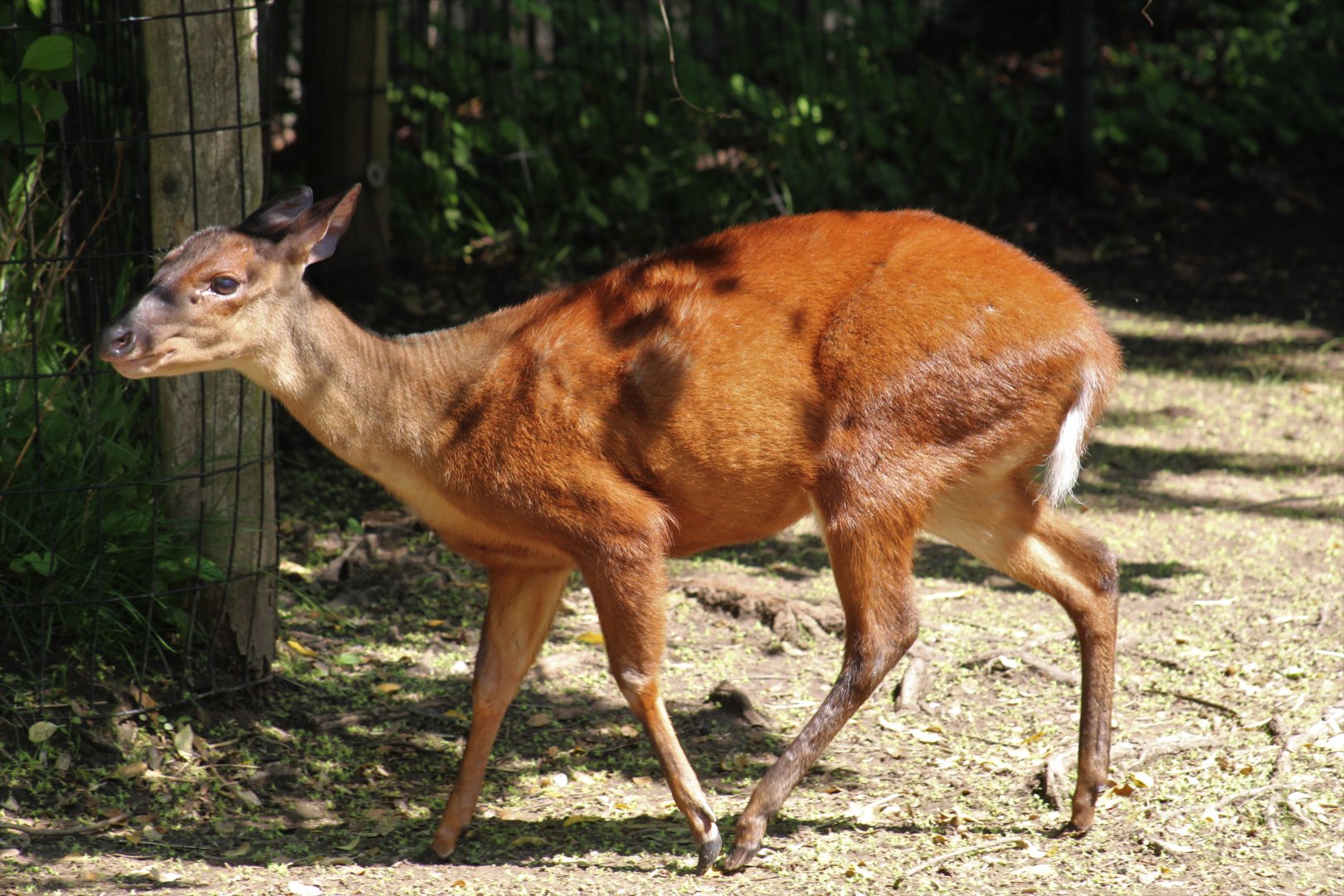 Mexican Red Brocket