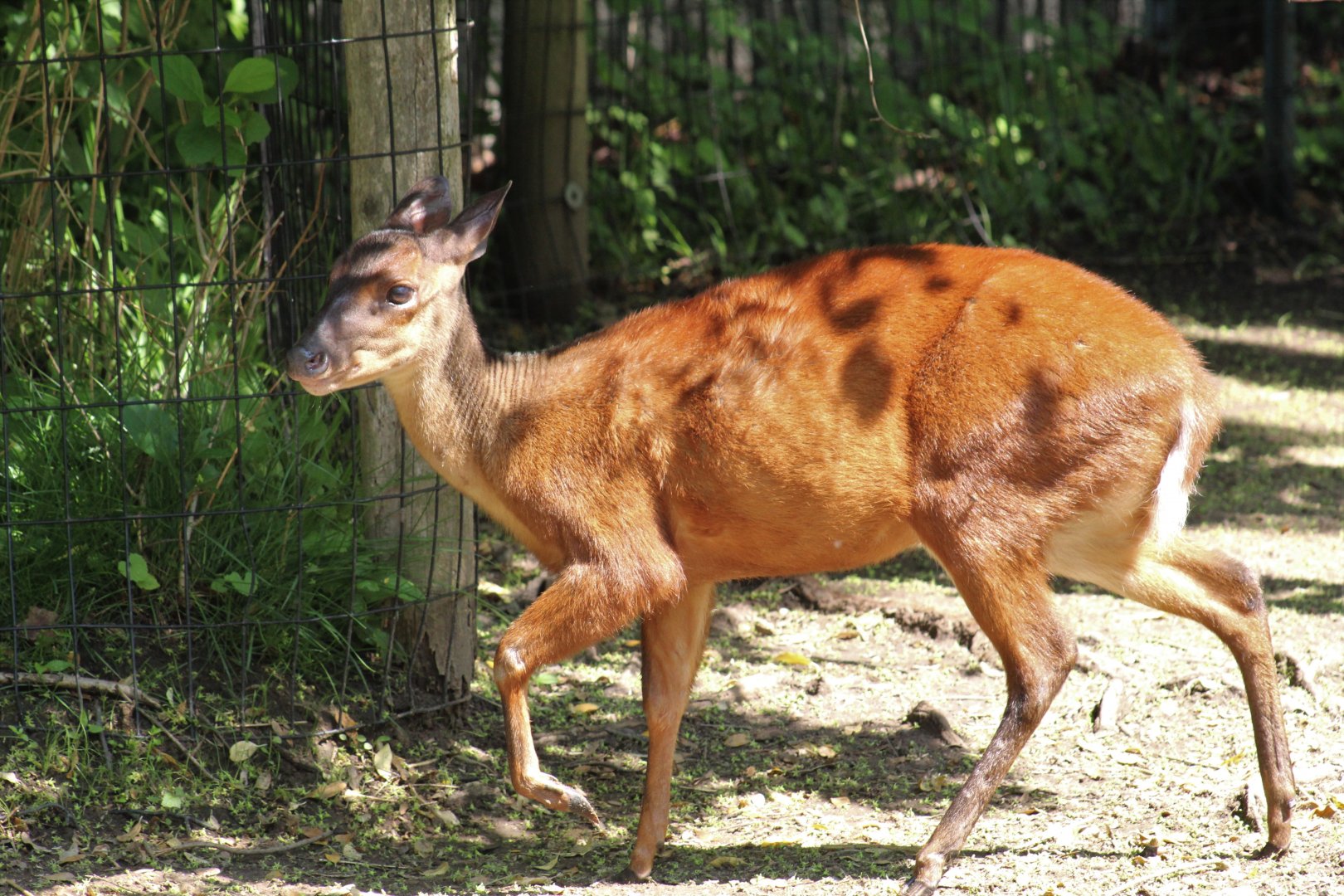 Mexican Red Brocket