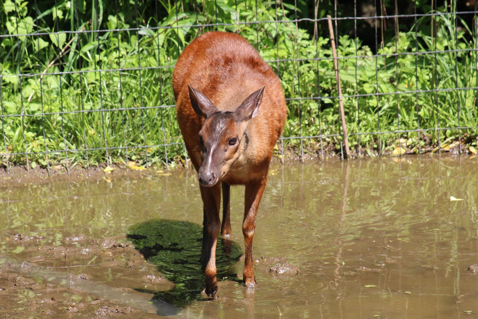 Mexican Red Brocket
