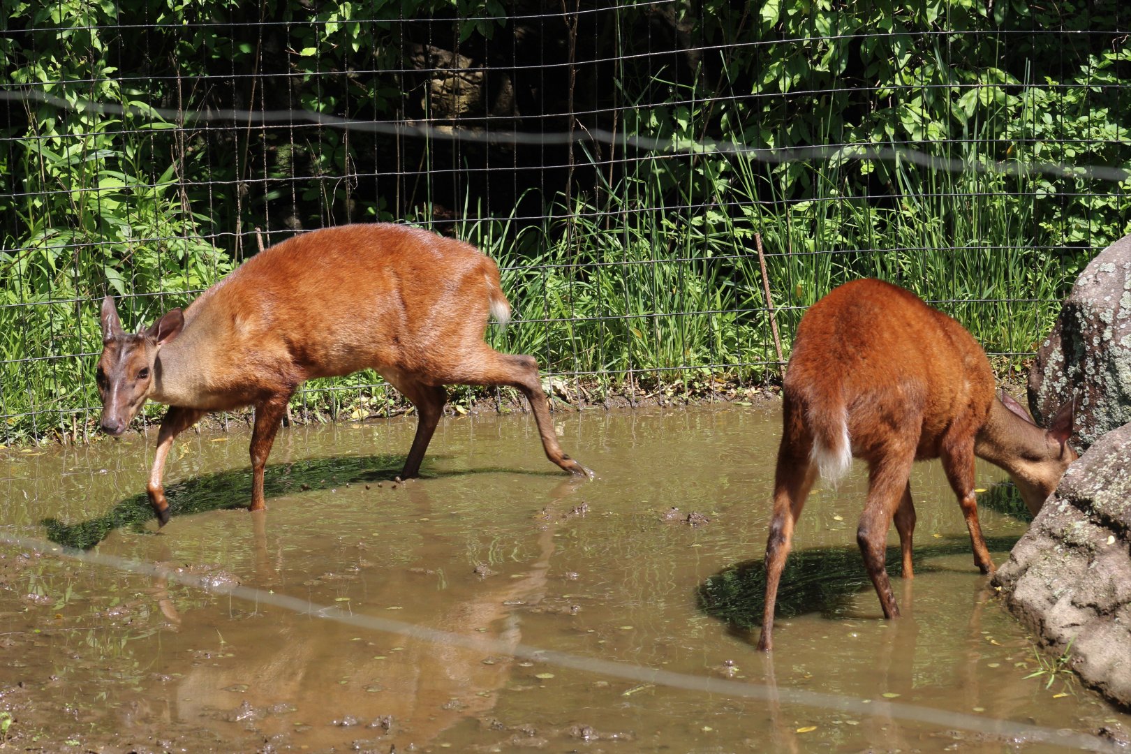 Mexican Red Brockets