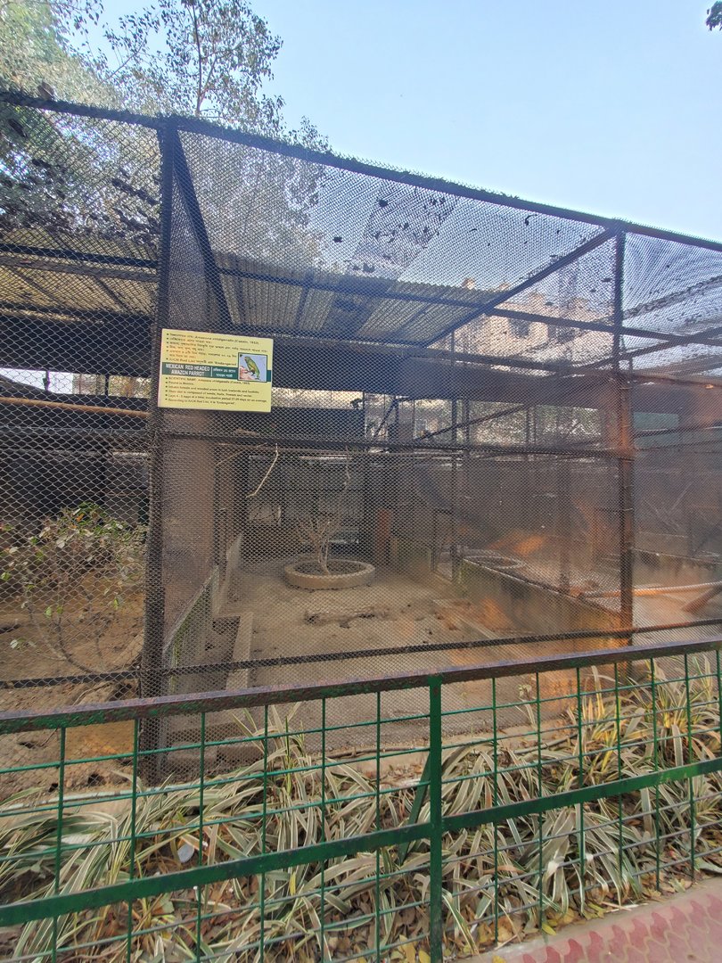 Mexican Red-Headed Amazon Exhibit - January 2023