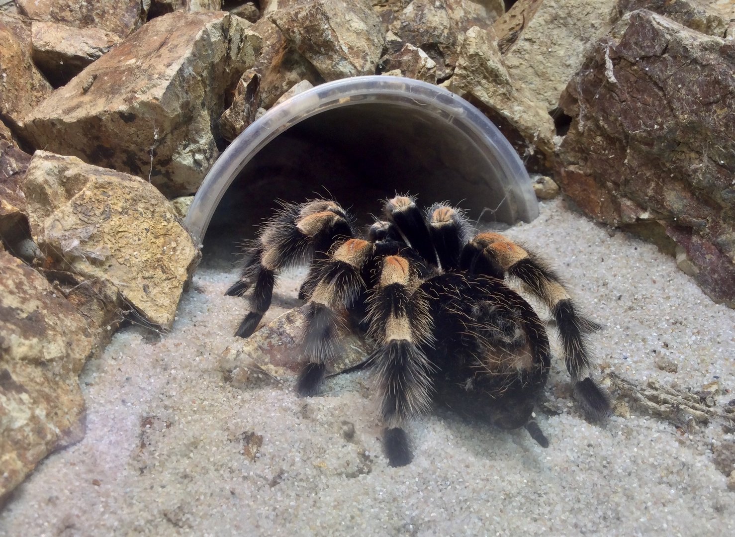 Mexican red-knee tarantula (Brachypelma hamorii)