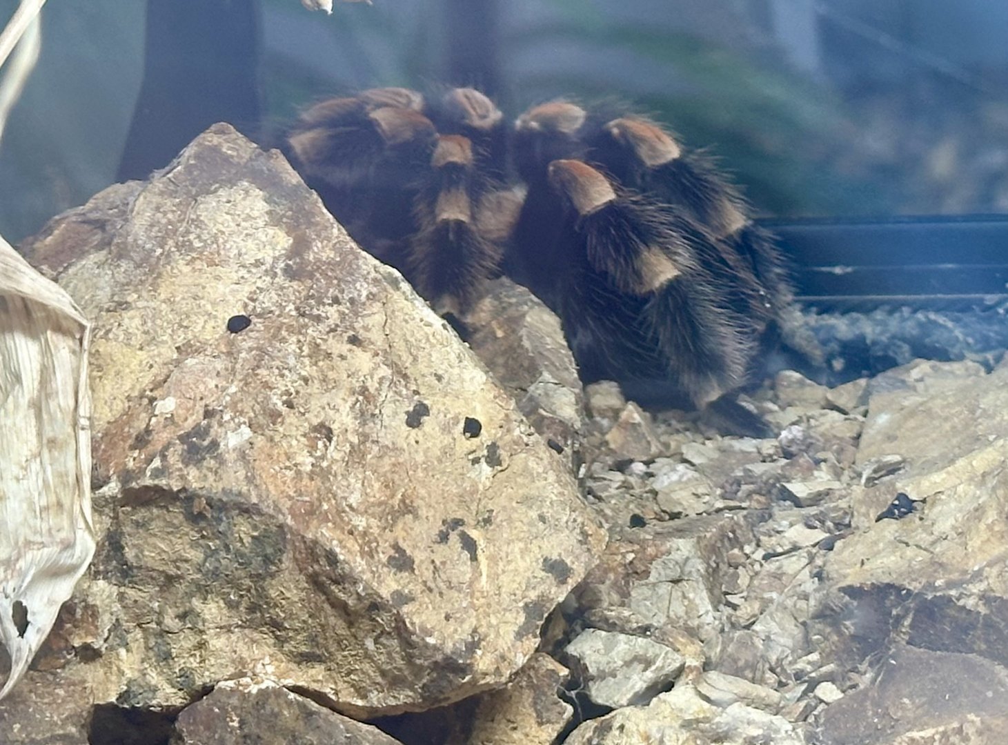 Mexican Red-knee tarantula (Brachypelma hamorii)