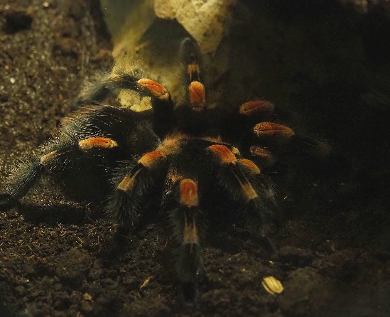 Mexican red knee tarantula ( Brachypelma smithi), 2023-05-31