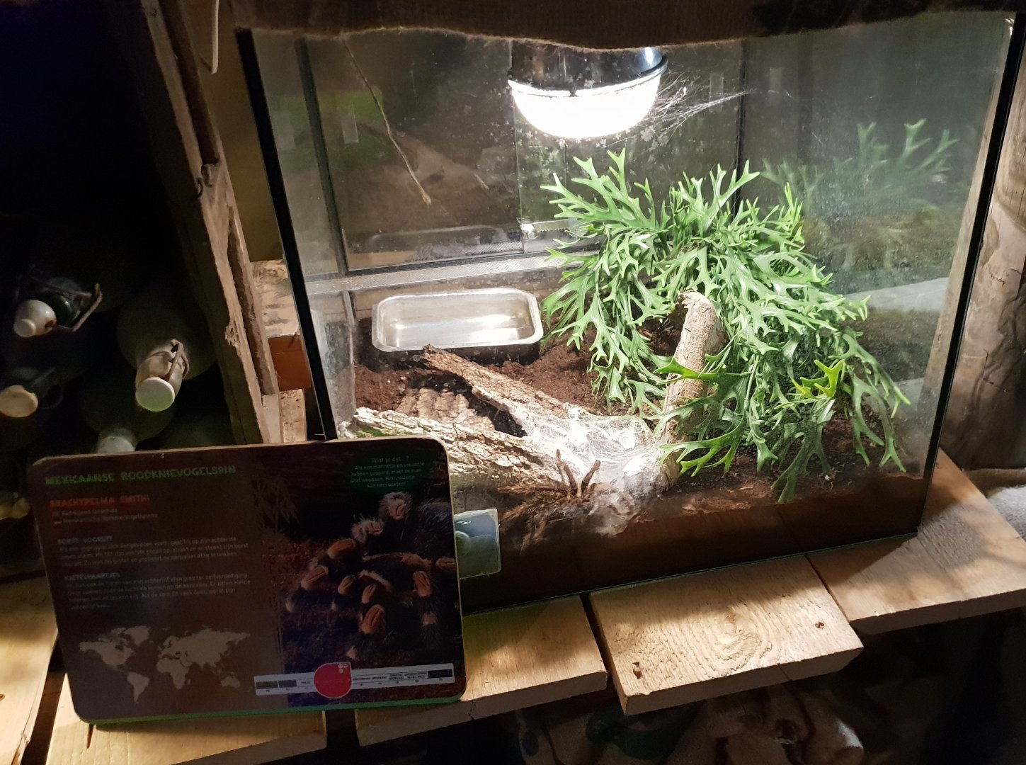 Mexican red-knee tarantula enclosure