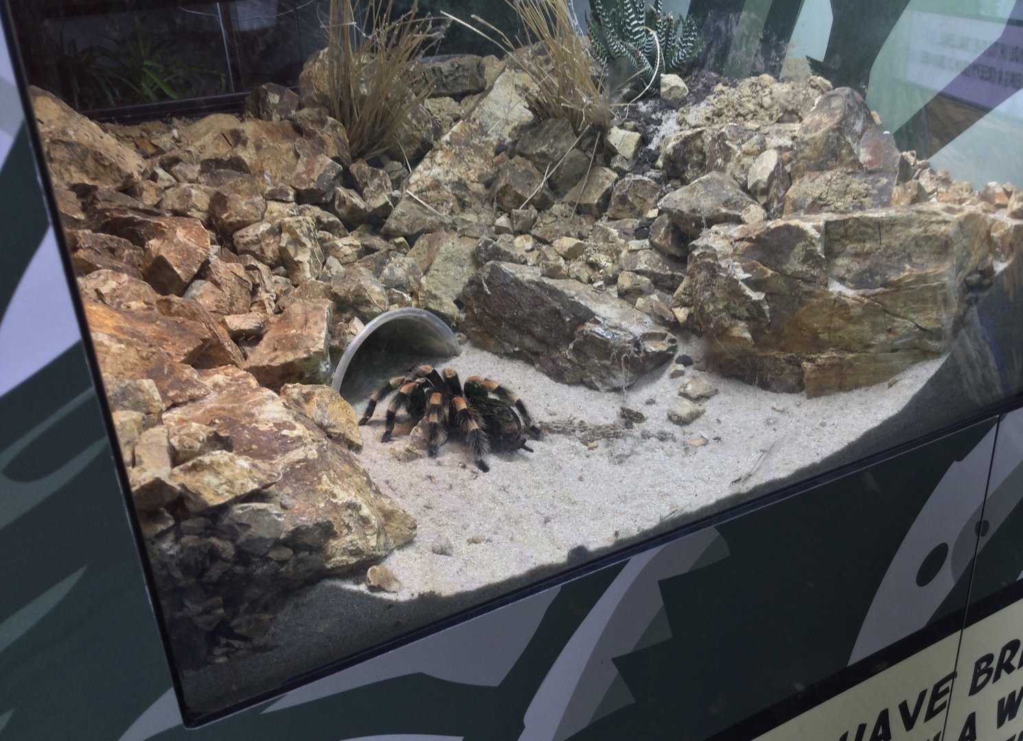Mexican Red-knee Tarantula Exhibit