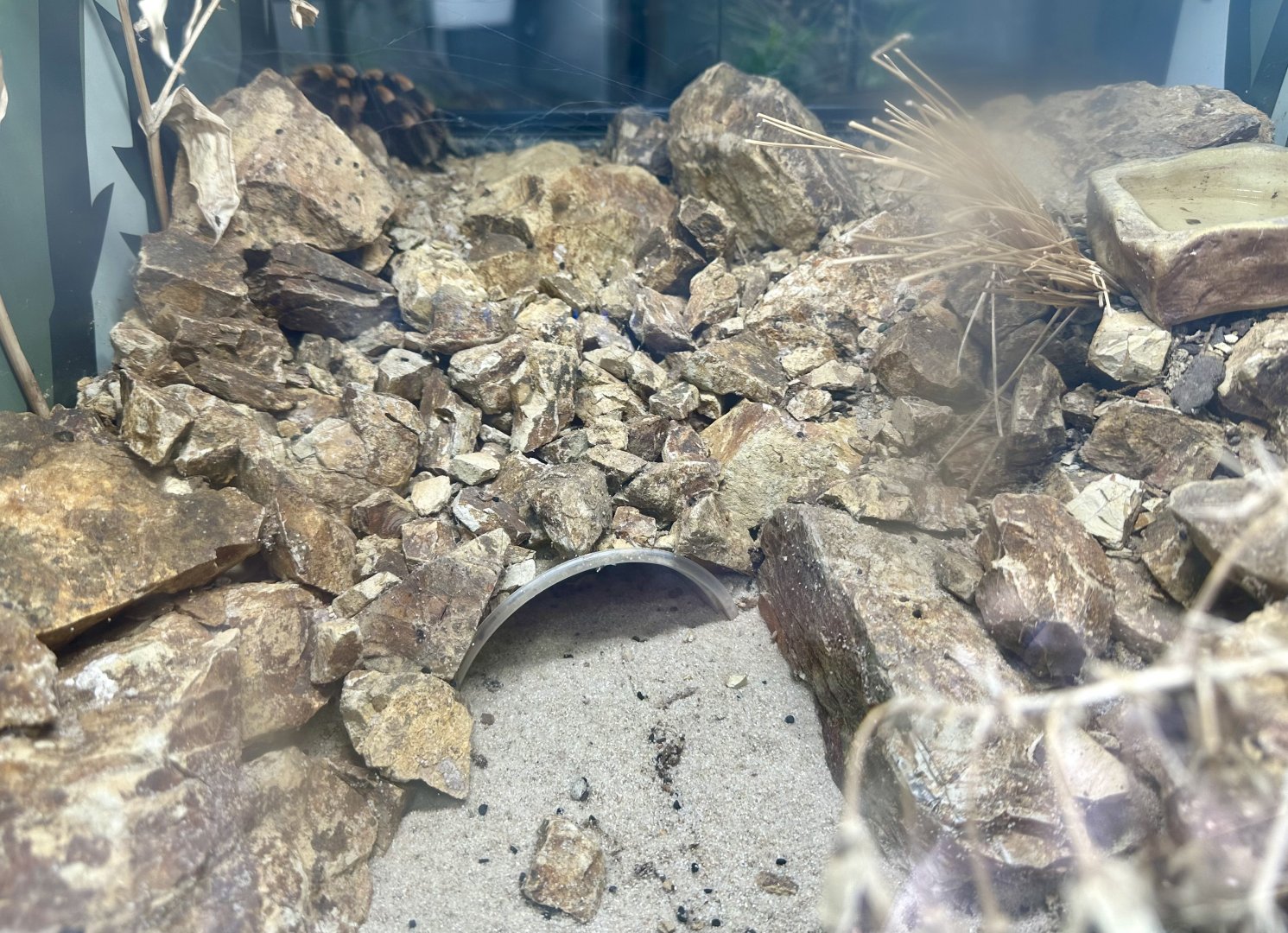 Mexican Red-knee Tarantula Exhibit