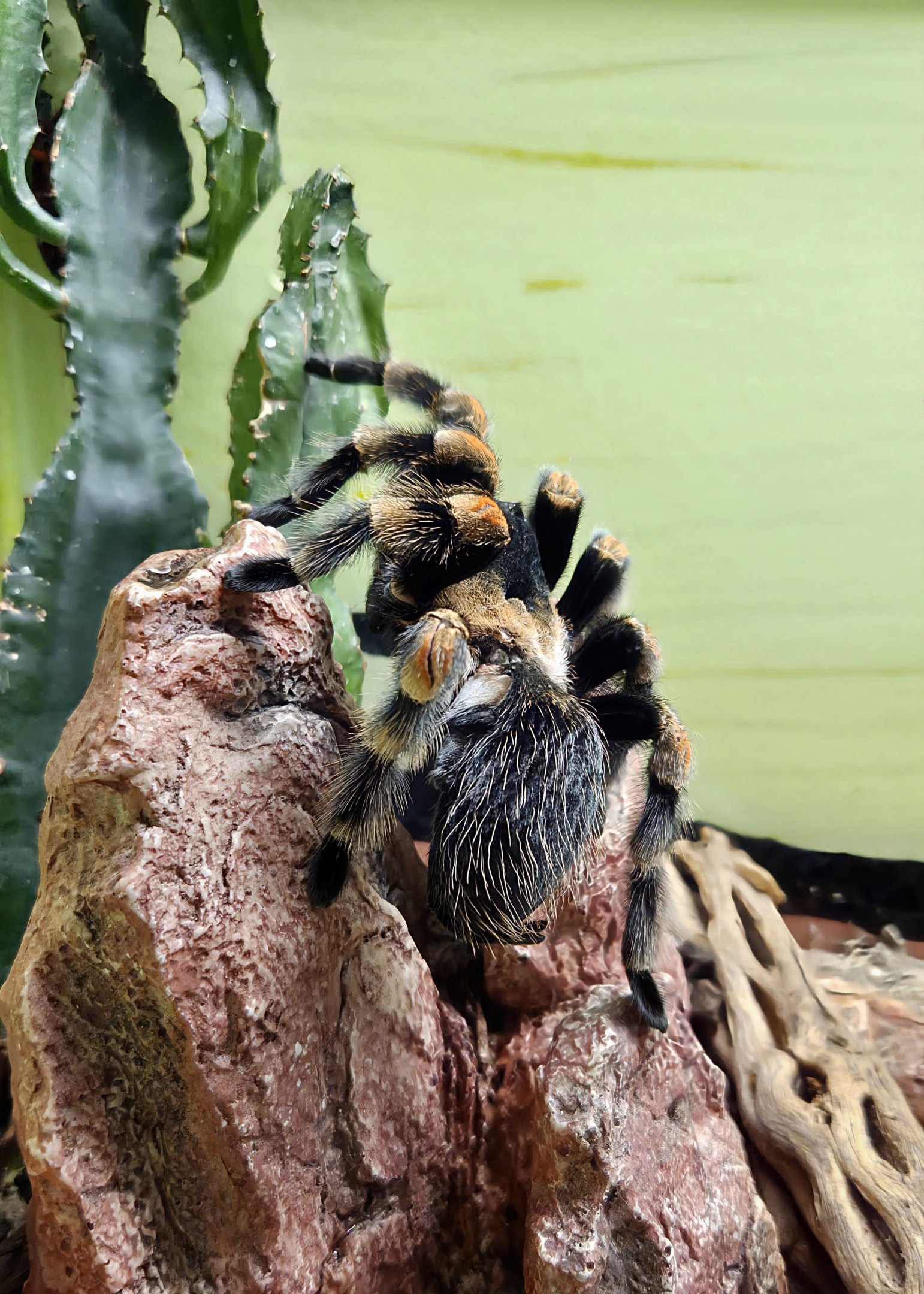 Mexican Red-Knee Tarantula - Reptile Gardens