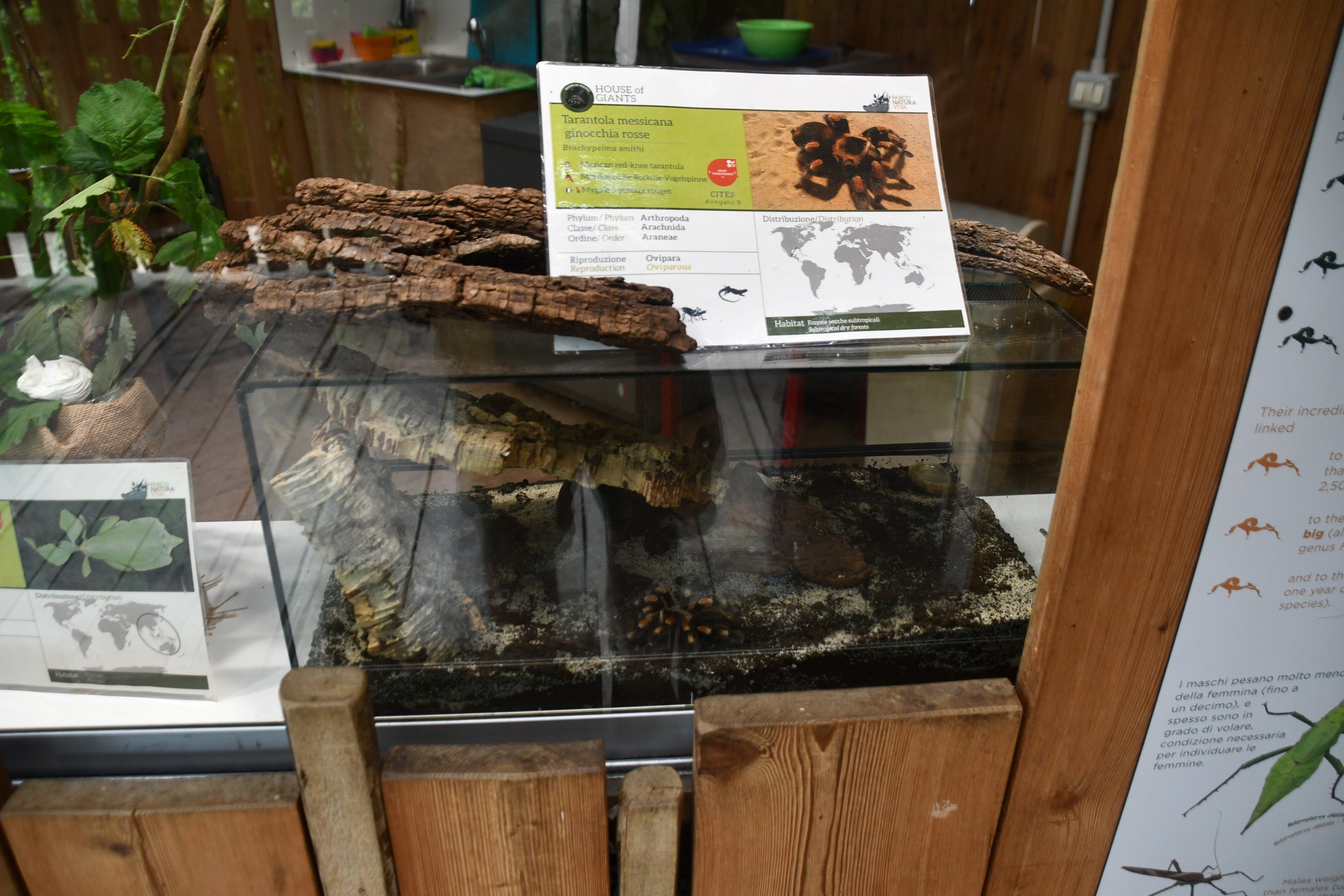 Mexican Red-knee Tarantula terrarium (House of Giants)