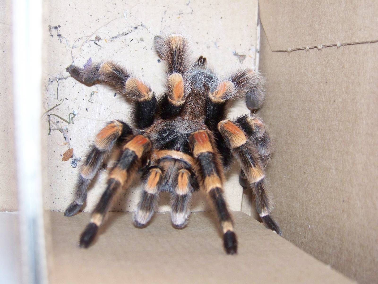 Mexican Red Knee Tarantula