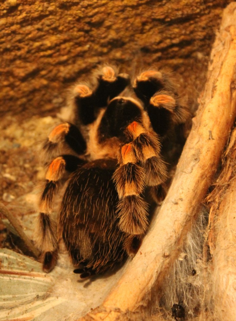 Mexican red-knee tarantula