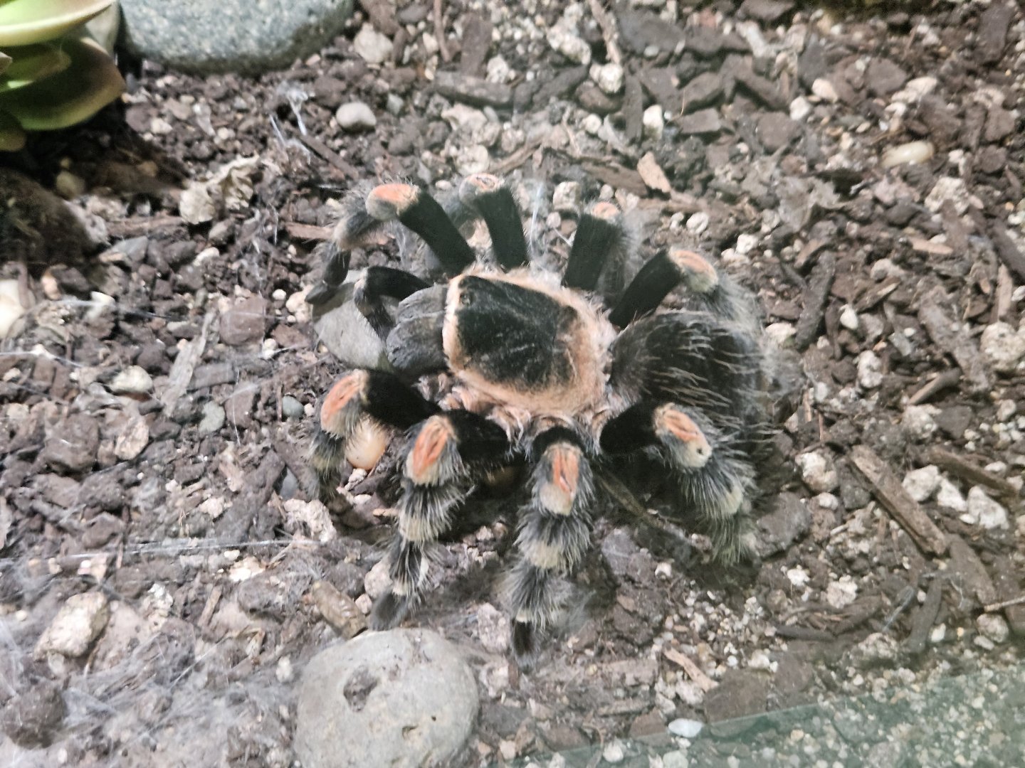 Mexican Red-knee Tarantula
