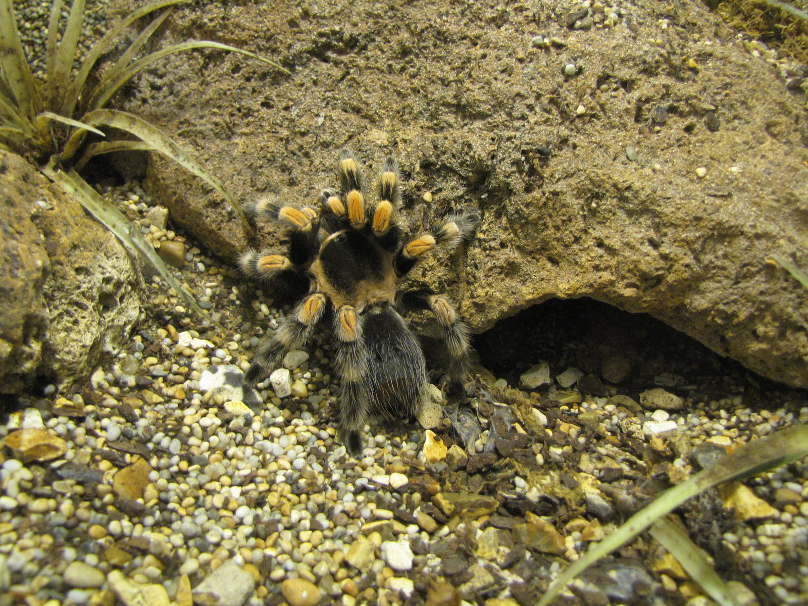 Mexican red knee tarantula