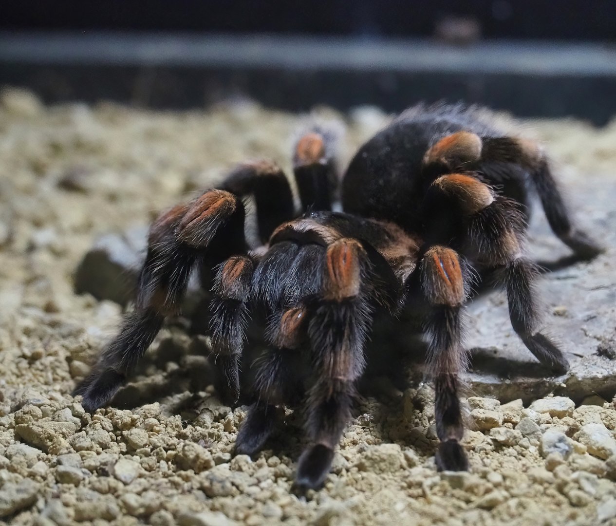 Mexican red-kneed tarantula (Brachypelma smithi), 2023-05-15