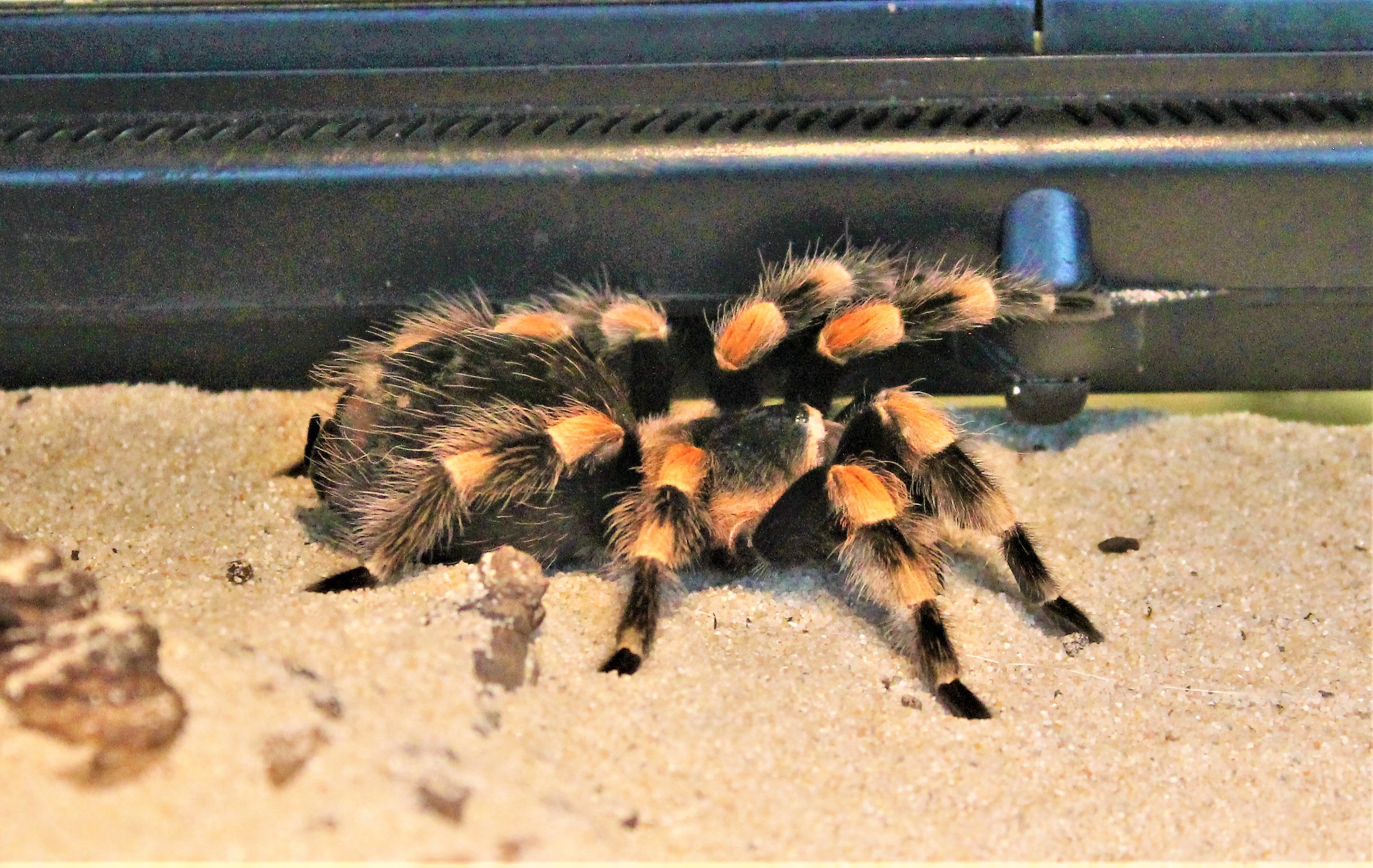 Mexican Red-kneed Tarantula (Brachypelma smithi)