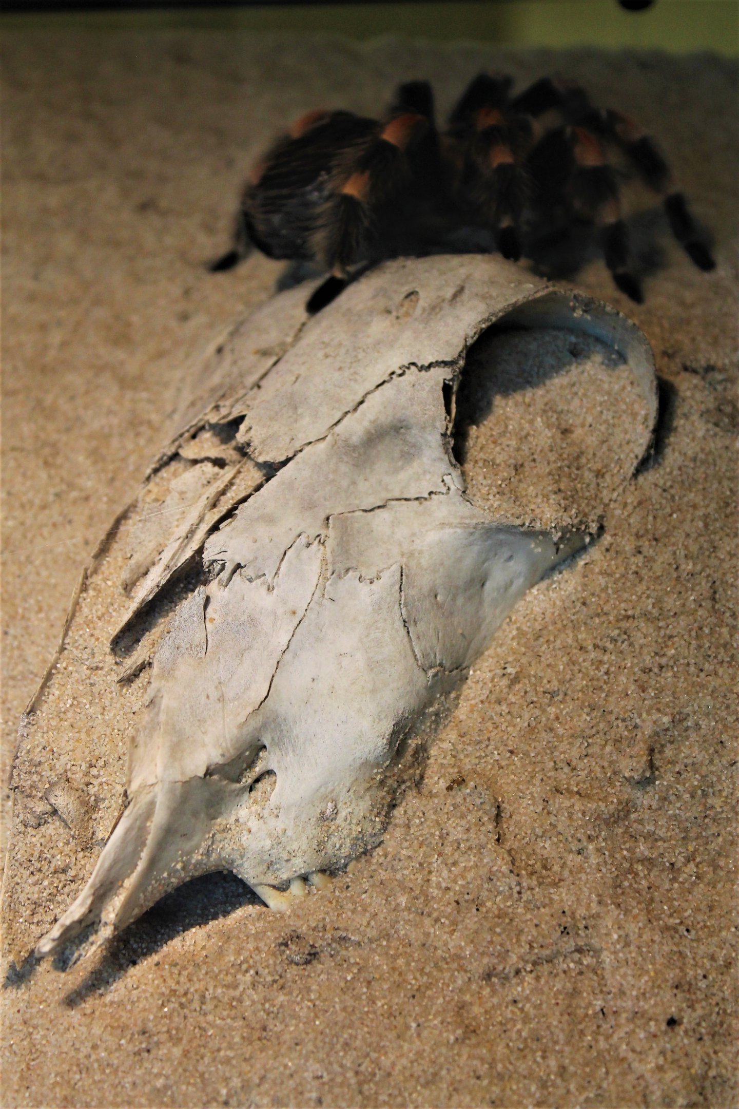 Mexican Red-kneed Tarantula (Brachypelma smithi)