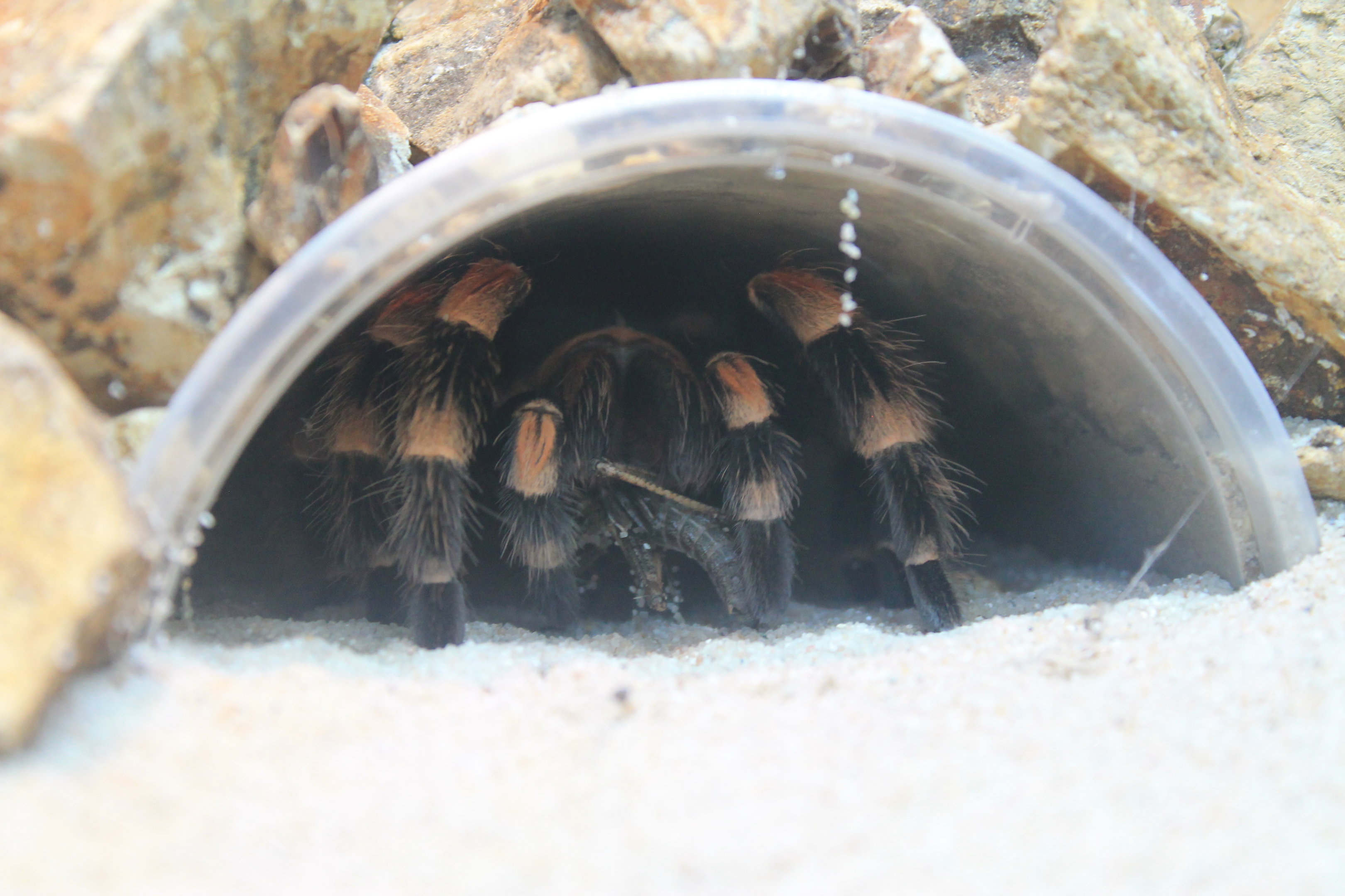Mexican Red-kneed Tarantula eating locust
