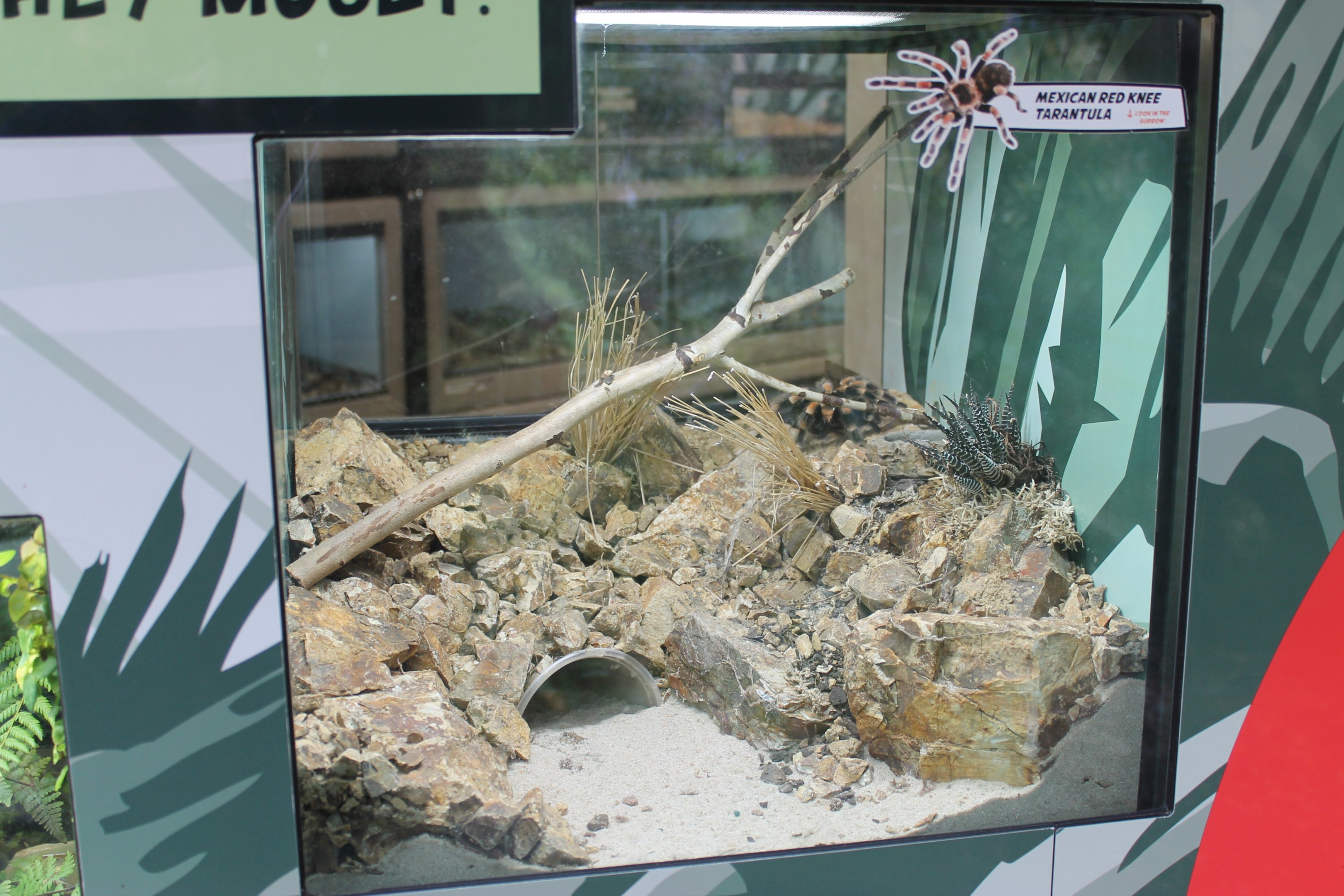 Mexican Red-kneed Tarantula tank