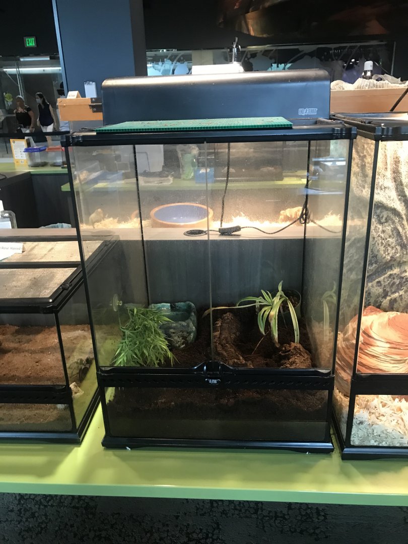 Mexican Red-Kneed Tarantula Terrarium