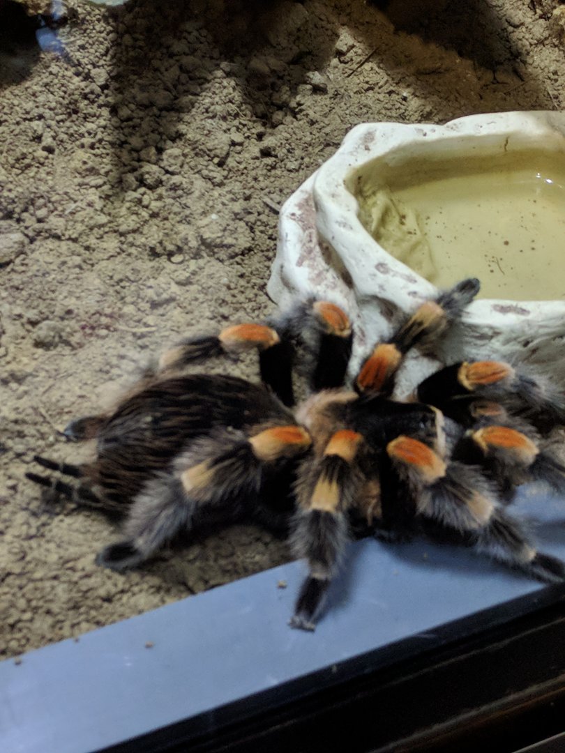 Mexican Red Kneed Tarantula Wilhelma 2019