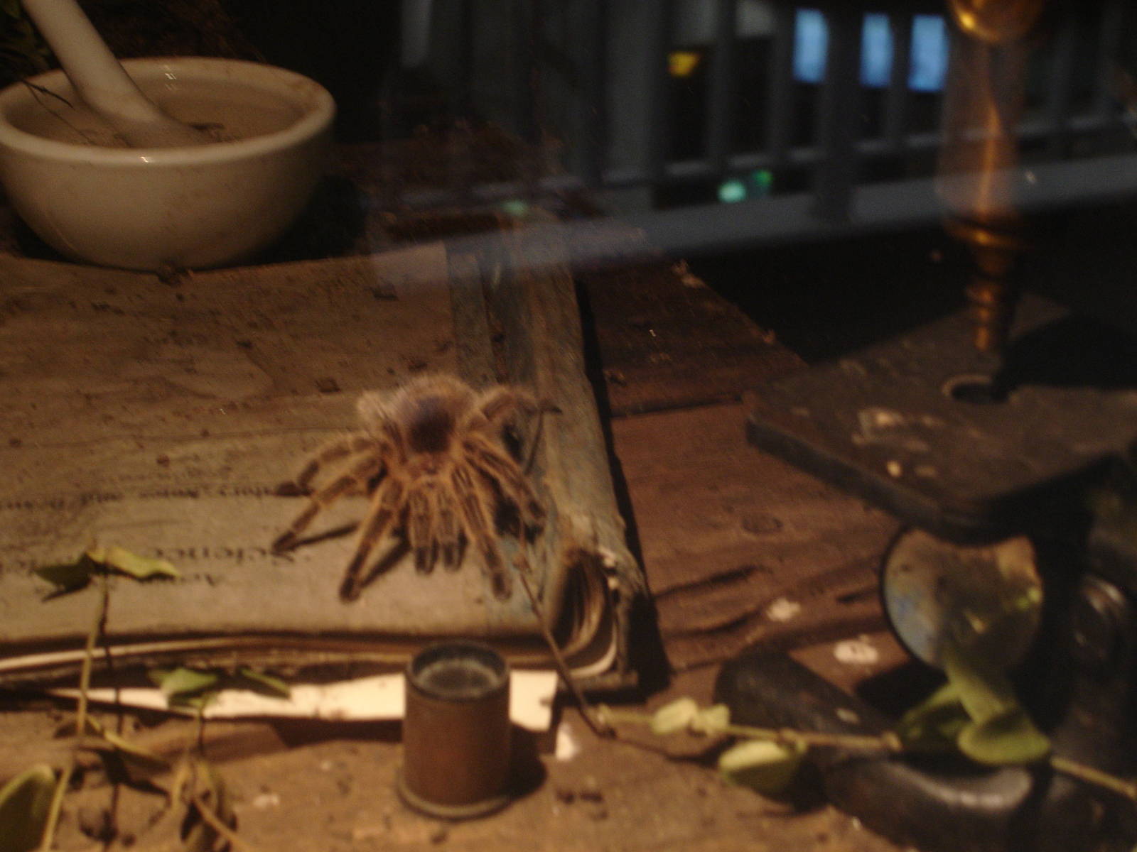 Mexican Red-Kneed Tarantula