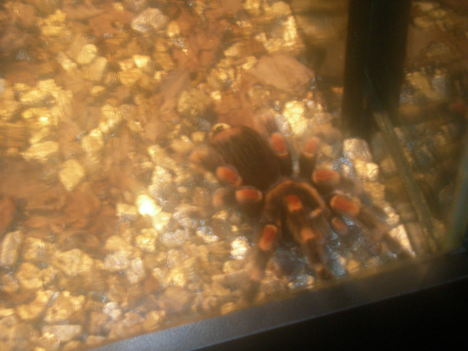 mexican red-kneed tarantula