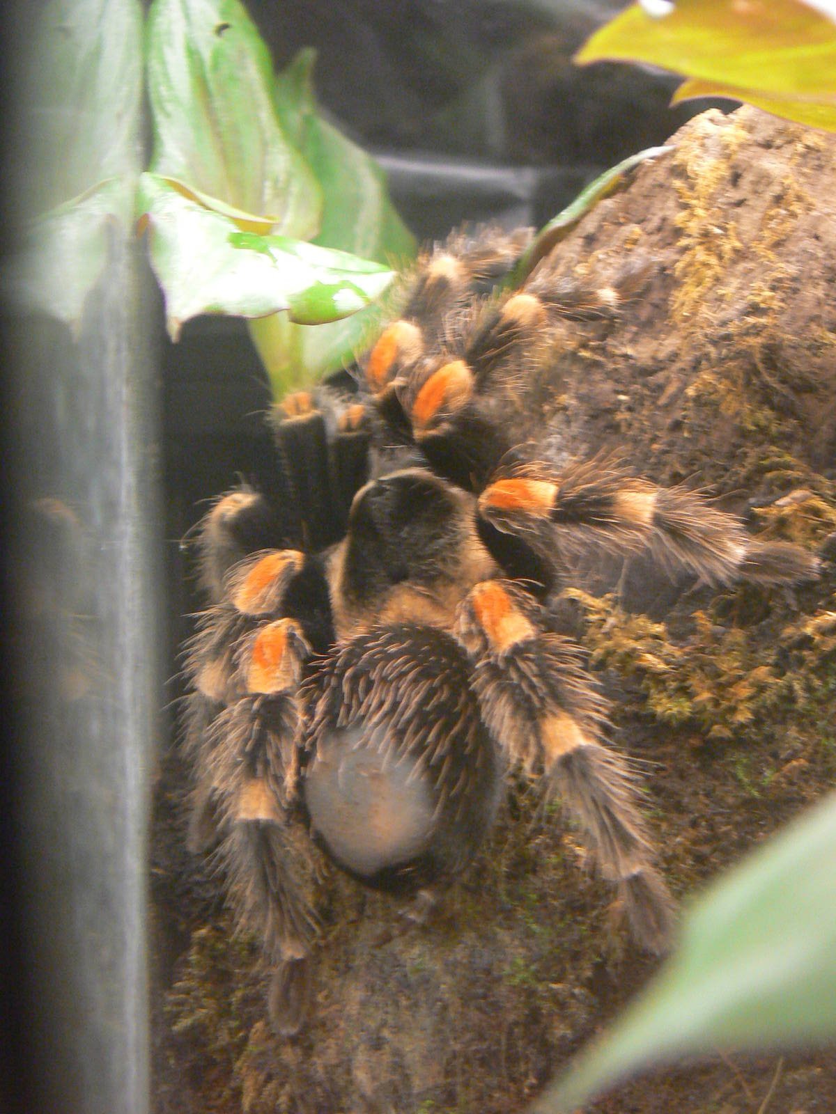 Mexican Red-kneed Tarantula