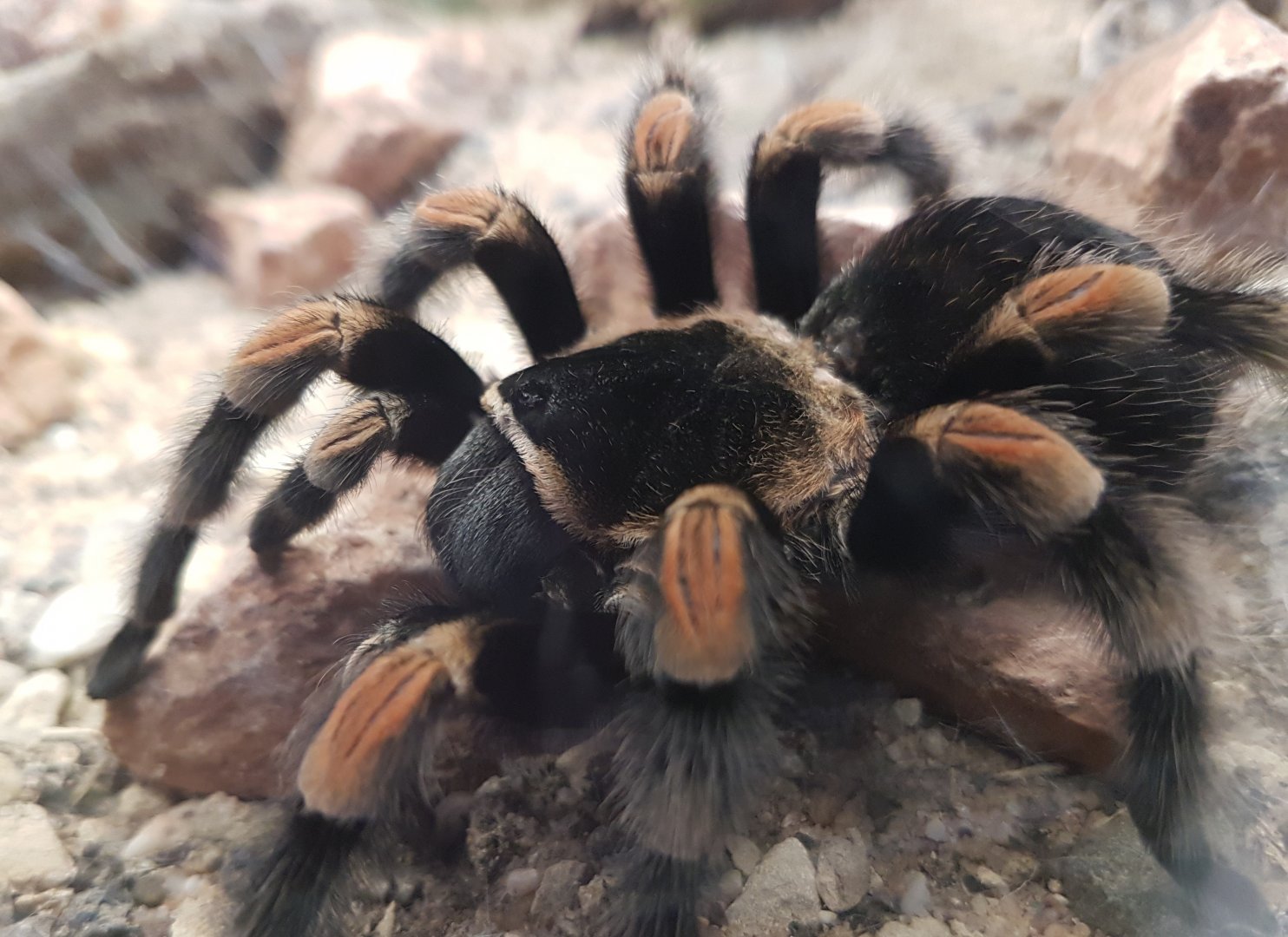 Mexican red-kneed tarantula