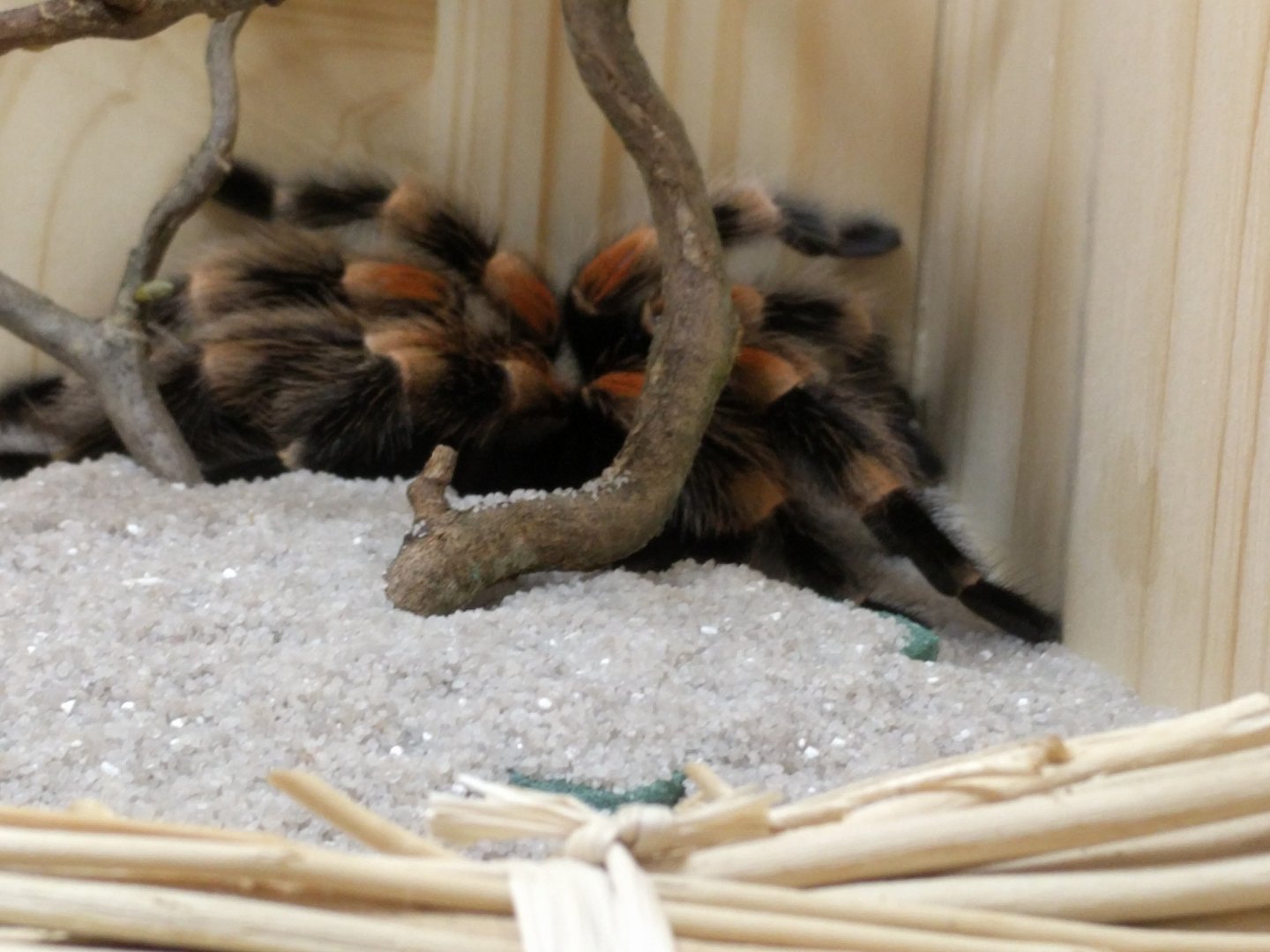Mexican Red Kneed Tarantula