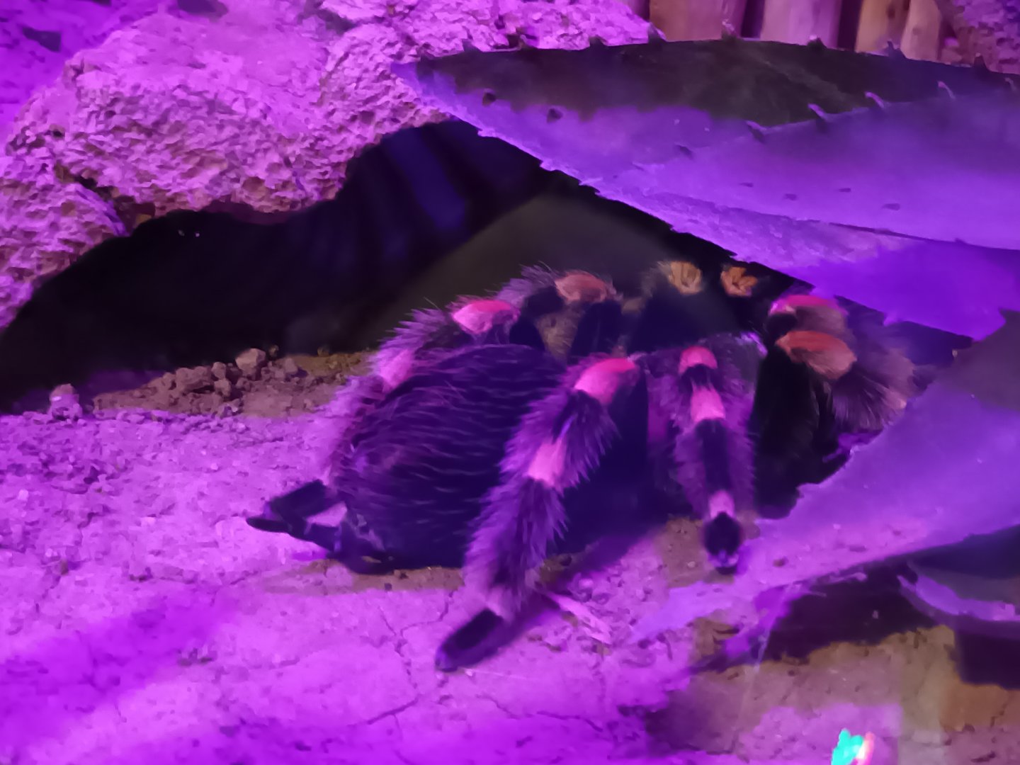 Mexican red kneed Tarantula