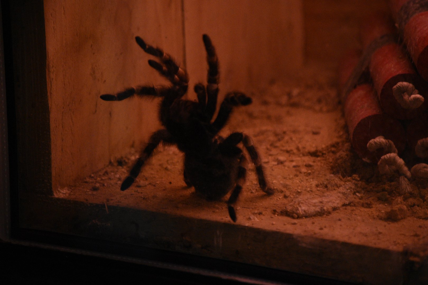 Mexican red-kneed tarantula