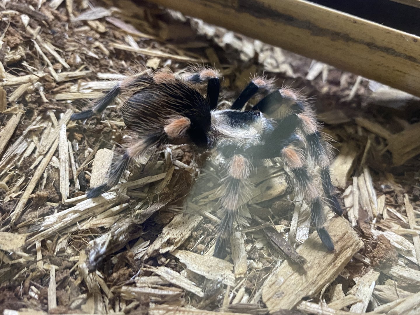 Mexican Red-kneed Tarantula