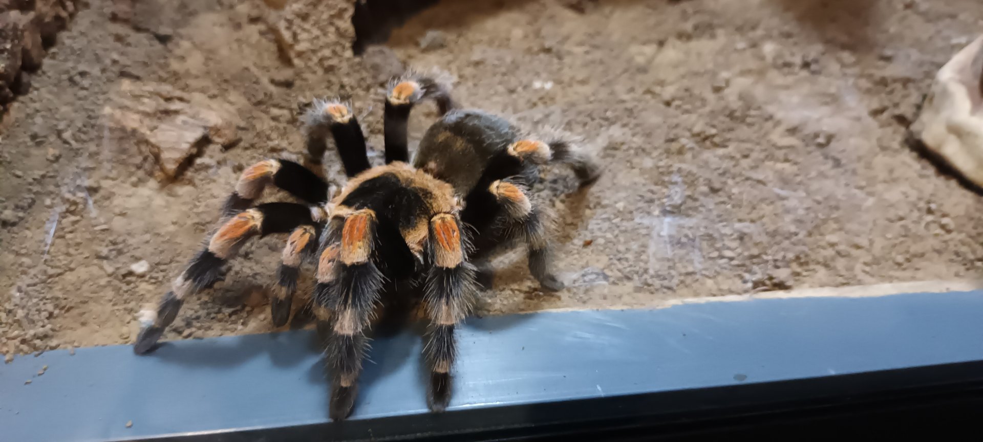 Mexican red kneed Tarantula