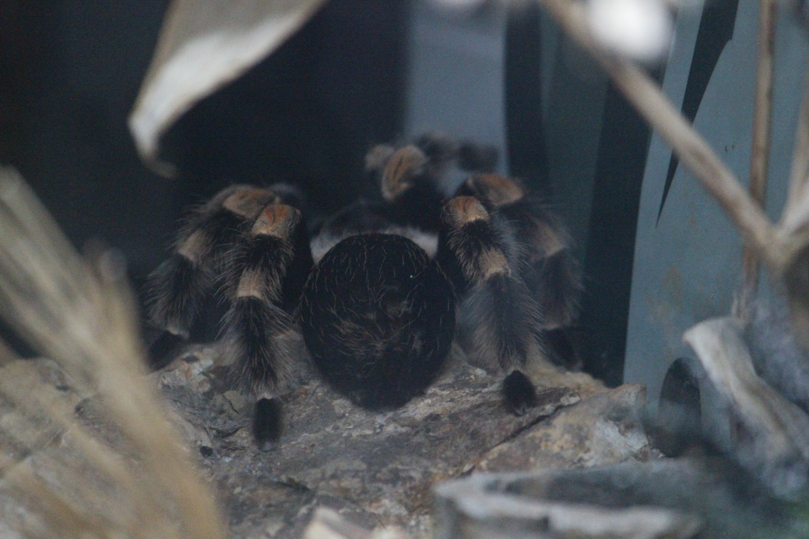 Mexican Red-kneed Tarantula