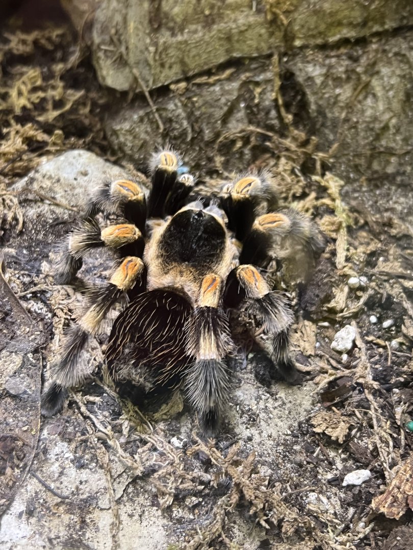 Mexican Red-Kneed Tarantula