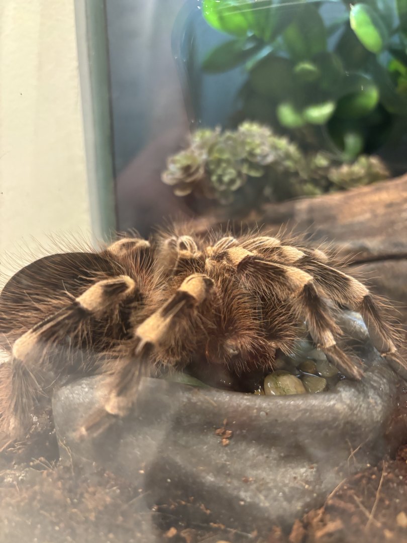 Mexican Red-Kneed Tarantula