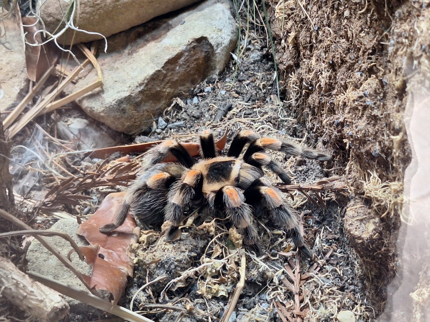 Mexican Red-kneed Tarantula