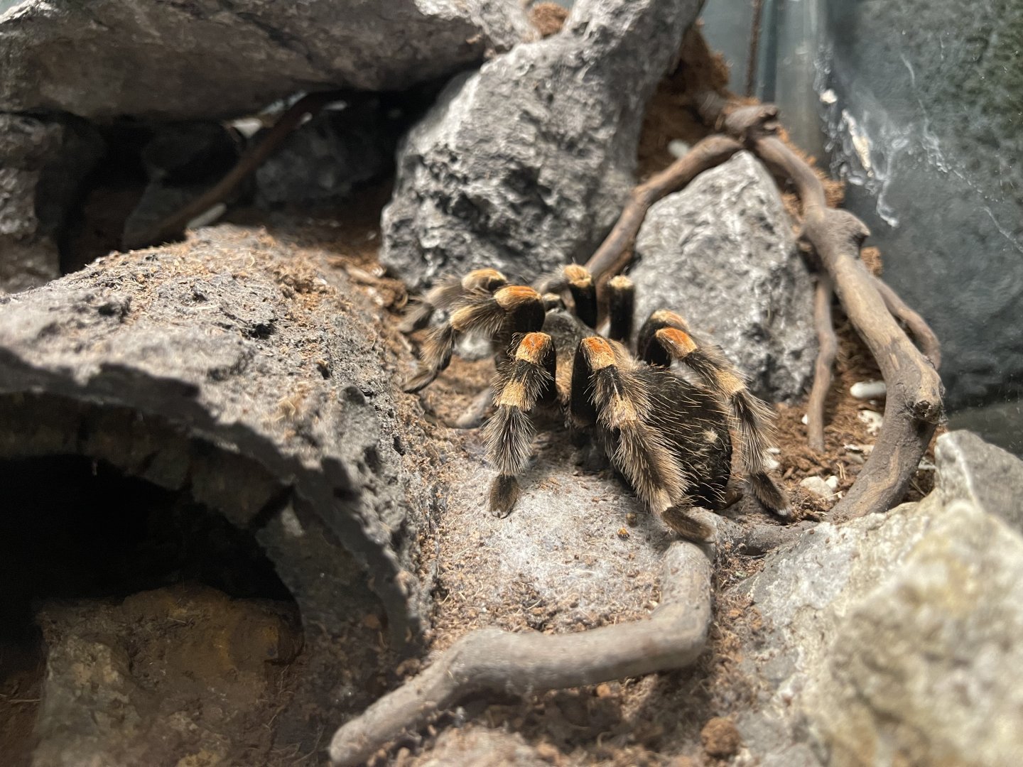 mexican red-legged tarantula (brachypelma emilia)